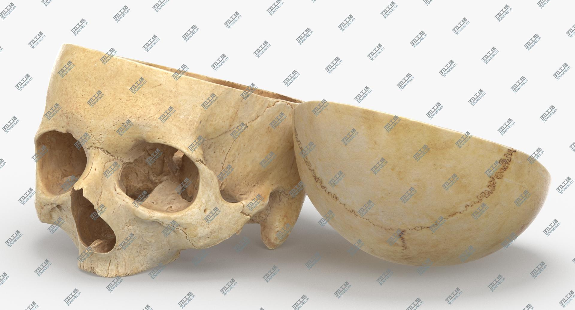 images/goods_img/202104091/3D Real Human Skull Cranial 02 Cut With Piece Pose 01/5.jpg